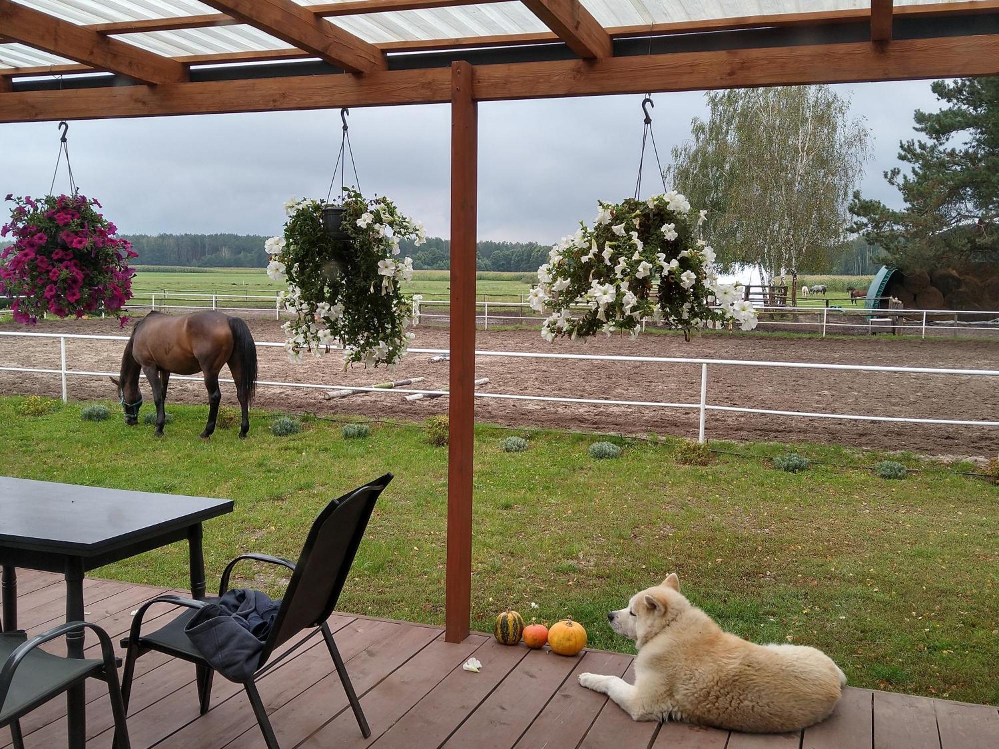 Domek Przy Stajni Bogdanowka Caloroczny Rossosz Exterior foto